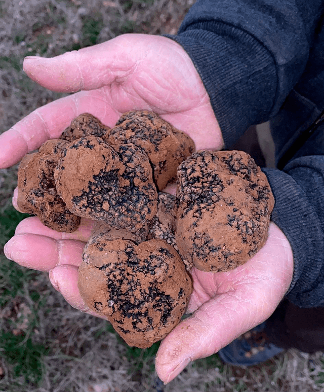 Truffe Noire. 100g